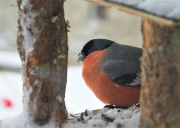 bullfinch 4037916 960 720