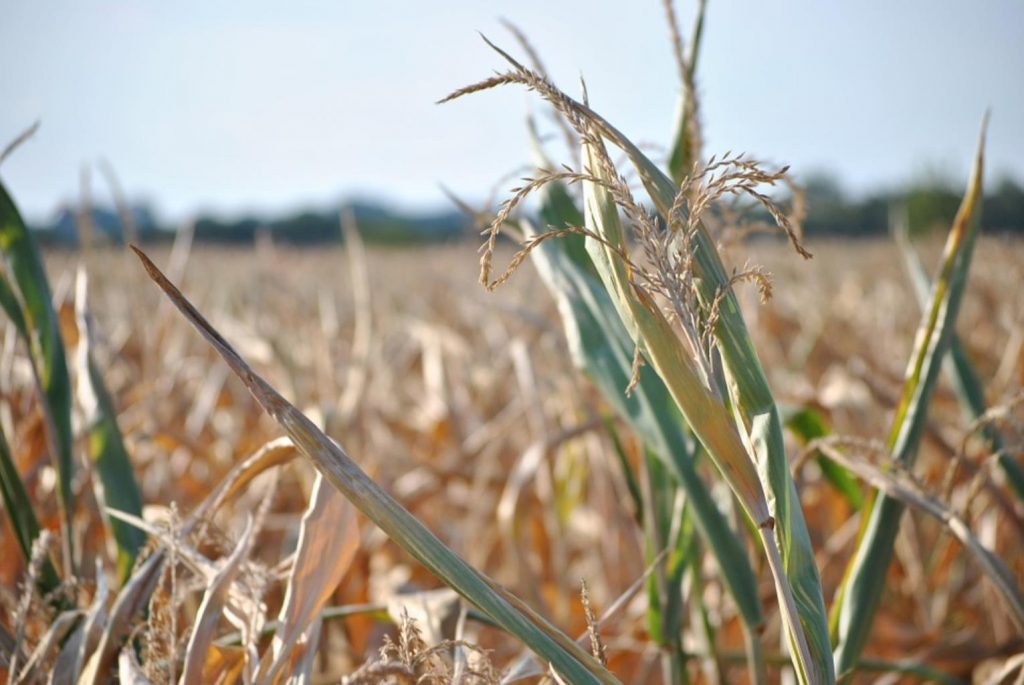 corn 907730 960 720