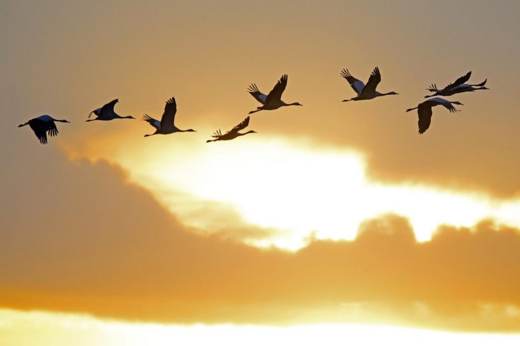cranes 4548448 960 720 1