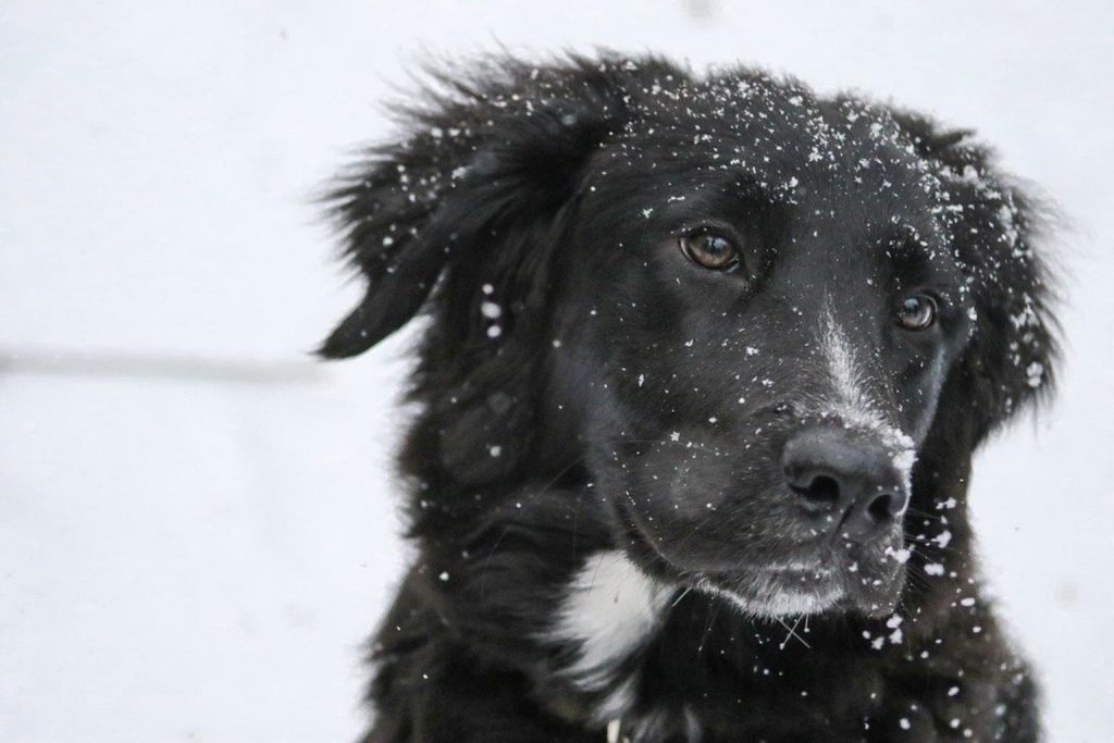 border collie 1149417 960 720