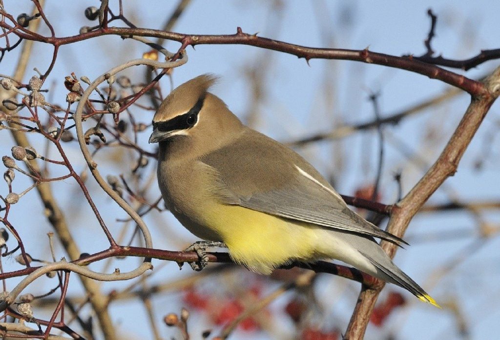 cedar waxwing 948995 1280