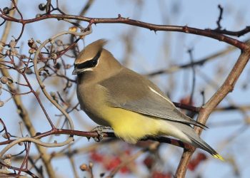 cedar waxwing 948995 1280