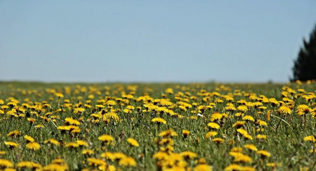dandelion 3382825 960 720 1