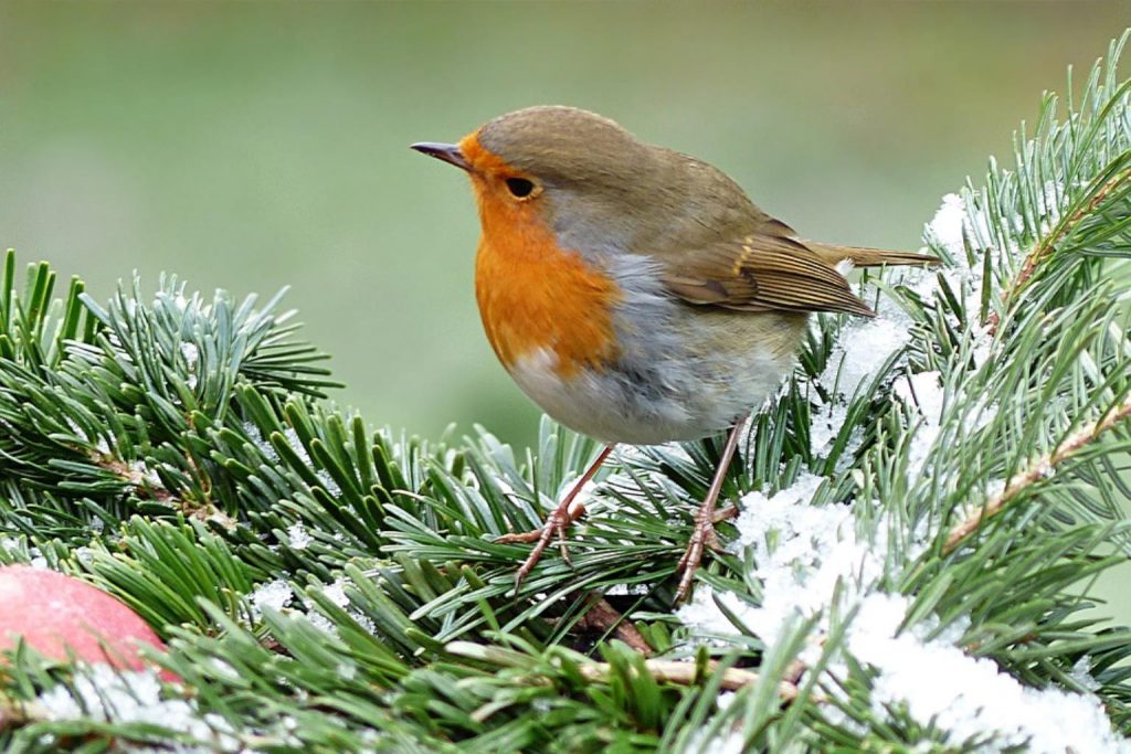 robin 1149866 960 720 1