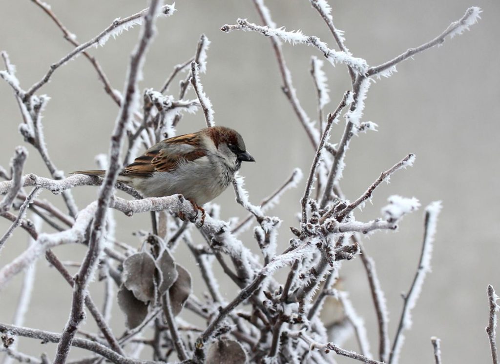 sparrow 3123070 960 720 1