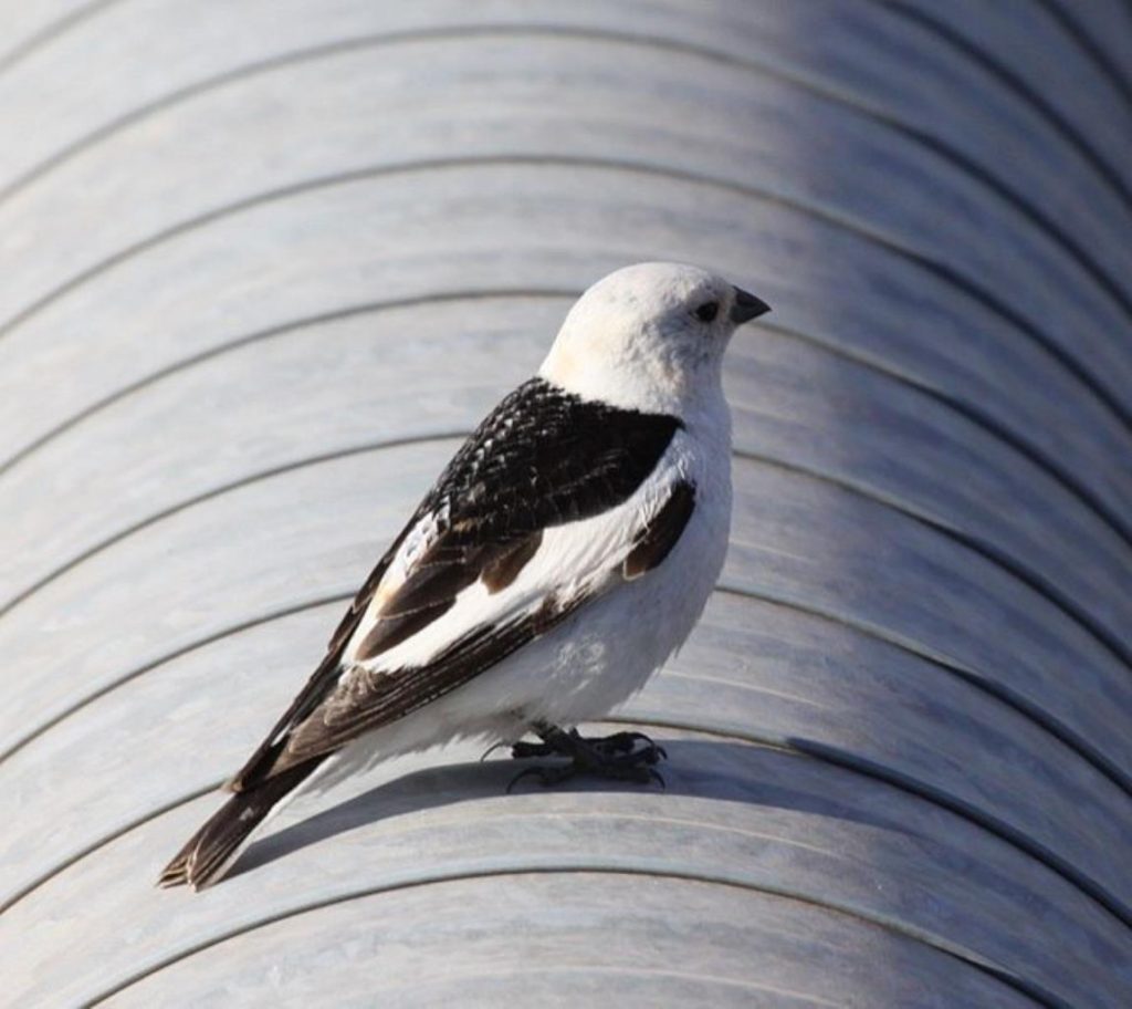 673px snow bunting plectrophenax nivalis