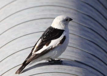 673px snow bunting plectrophenax nivalis