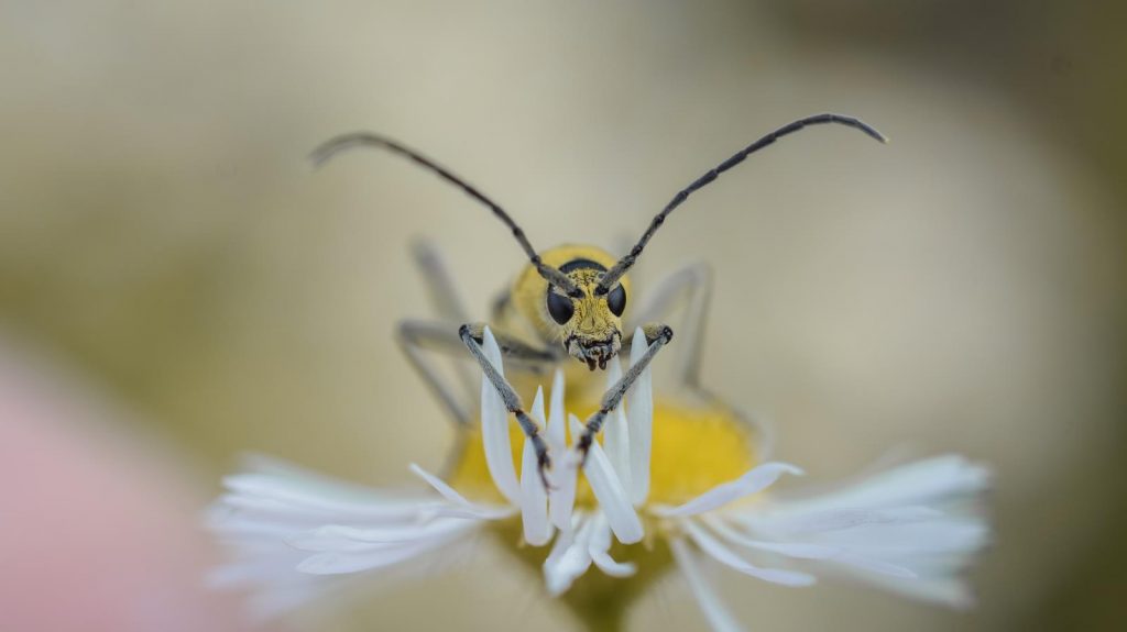 chlorophorus varius