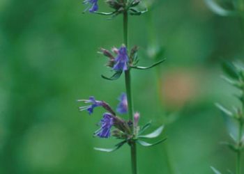 hyssopus officinalis