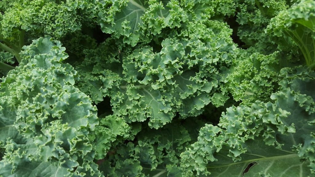 kale 852033 960 720