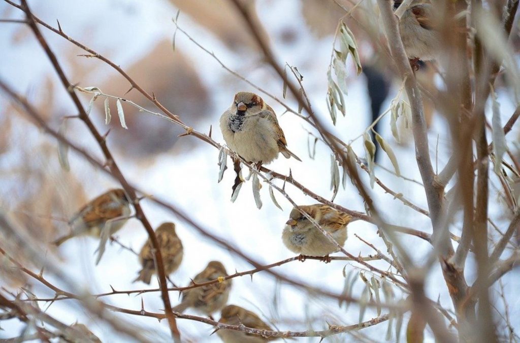 sparrow 292637 960 720 1