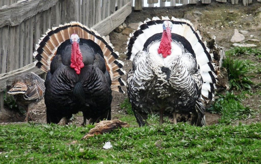 turkeys 2437315 960 720