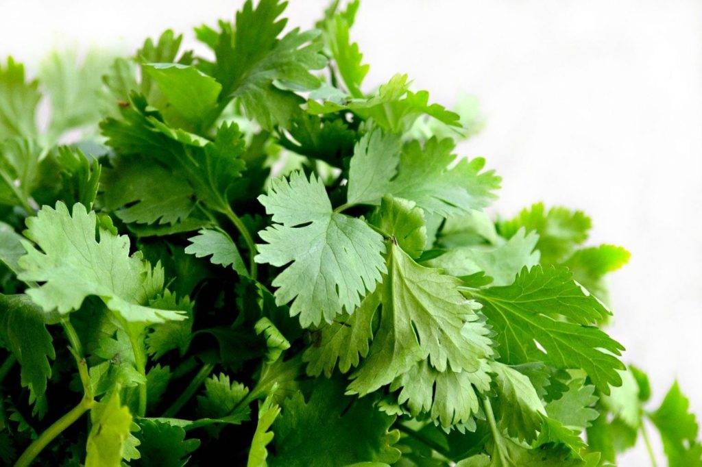 cilantro 1287301 1280 1