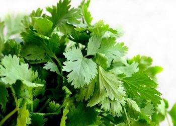 cilantro 1287301 1280