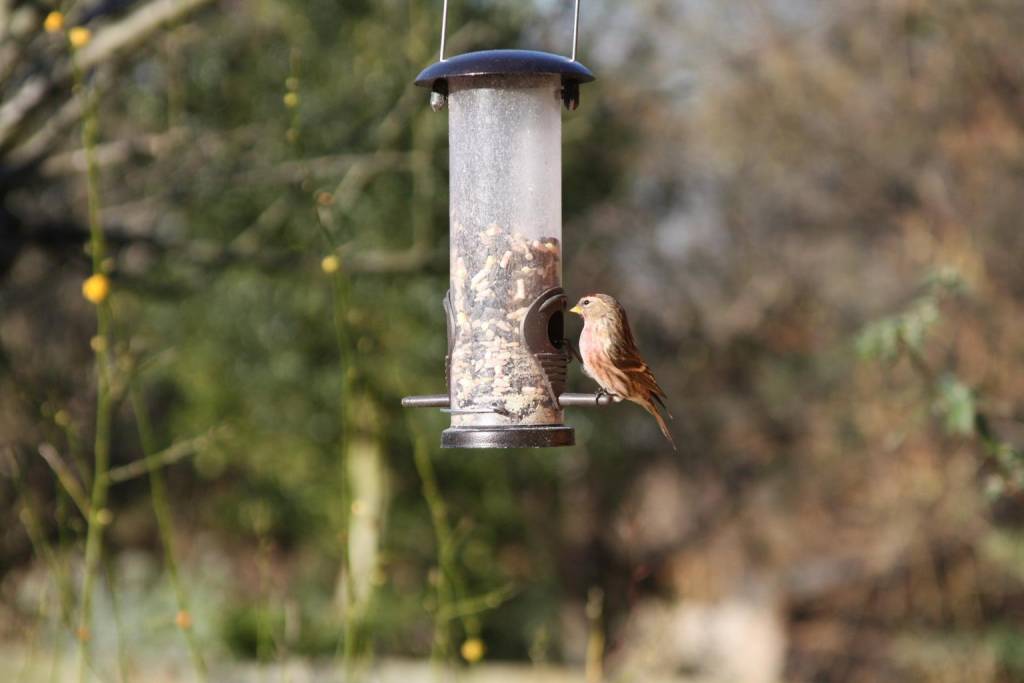 linnet 1220471 1920 1