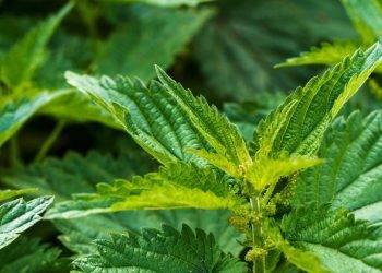 stinging nettle 4460158 1920