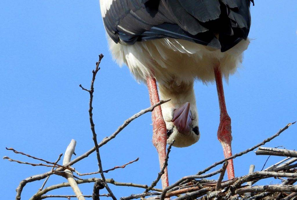 stork 4098979 1920 1