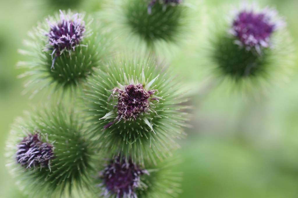 thistle 413715 1920 1