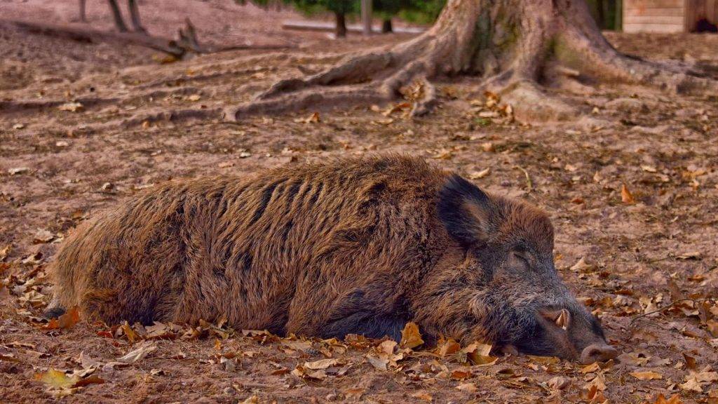 wild boar 3635108 1920