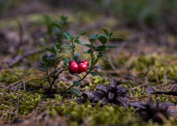 cranberries 2907901 1920 2020 03 23 095208