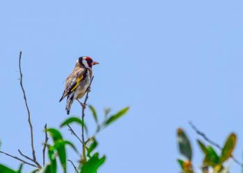 european goldfinch 3340522 1920 2020 03 13 163810