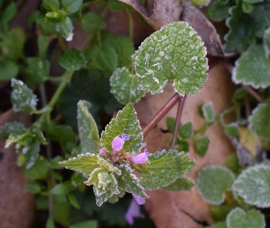 Mieszkańcy Lubelszczyzny, będą przymrozki 1 frost on leaves 2101118 960 720 2020 03 29 142126