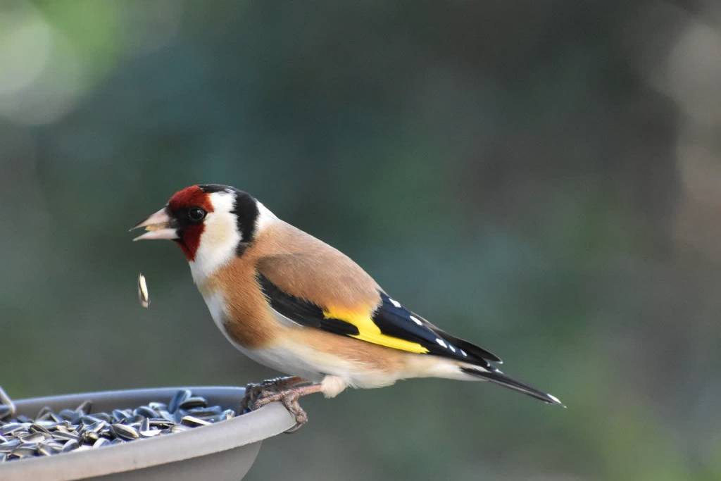 goldfinch 4853213 1920 2020 03 20 152629