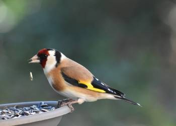 goldfinch 4853213 1920 2020 03 20 152629