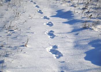 animal tracks 1858350 1920 2020 04 03 151551