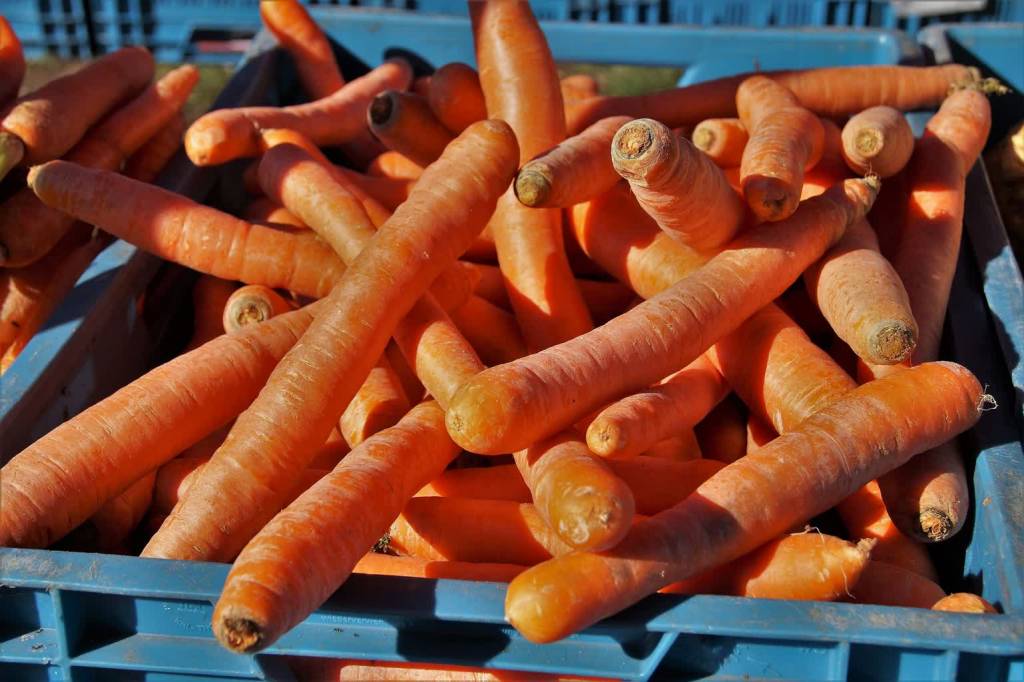 carrots 4077582 1920 2020 04 25 140533