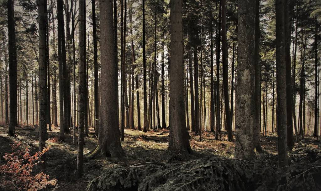 forest 4945407 1920 2020 04 20 092047