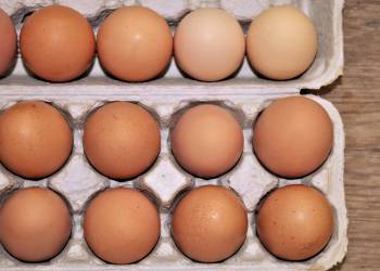 fresh brown eggs in carton 2020 04 01 094936