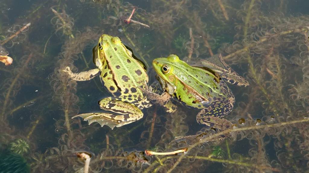 frogs 3427752 960 720 2020 04 24 122027