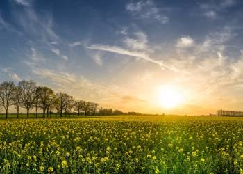 oilseed rape 2135026 1920 2020 04 07 132021