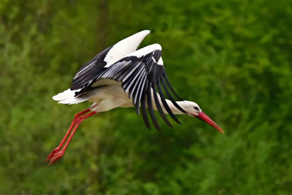 stork 4187520 1920 2020 04 10 152633