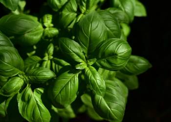 basil 3532424 1920 2020 05 01 152319