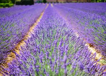 lavender flowers 1595487 1920 2020 05 18 143736