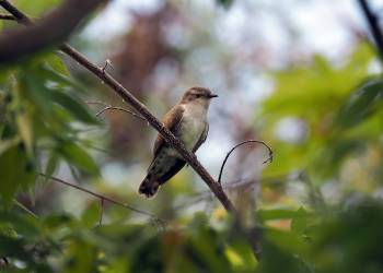 perched plaintive cuckoo 4398797 960 720 2020 05 09 132622