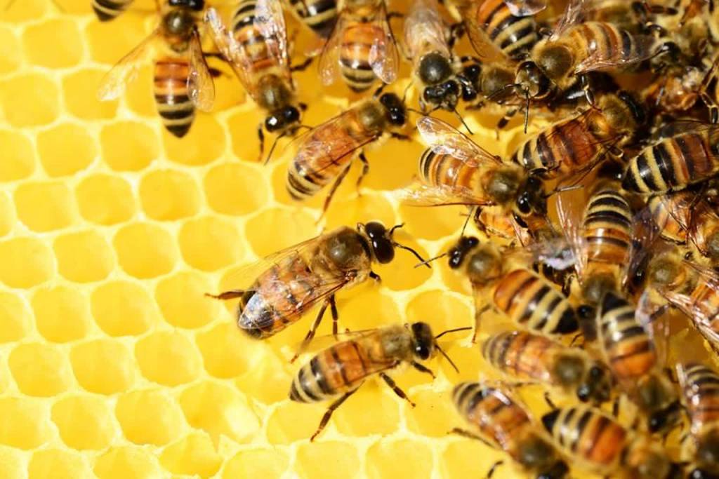 pszczoly 2020 05 22 141914
