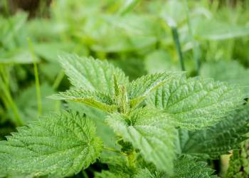 stinging nettle 503939 1920 2020 05 19 093820