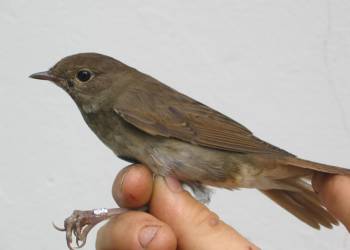 thrush nightingale by daniel bastaja 2020 05 16 144412