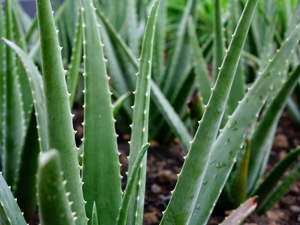 aloe vera 2690259 1920 2020 06 09 124958