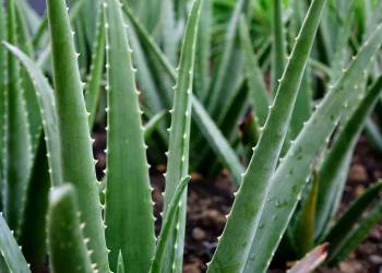 aloe vera 2690259 1920 2020 06 09 124958