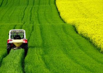 field of rapeseeds 4910374 1920 2020 06 07 212347