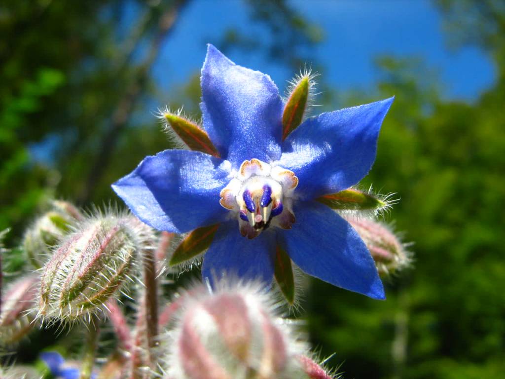 blaue borretsch blute borago officinalis 2020 07 14 091544