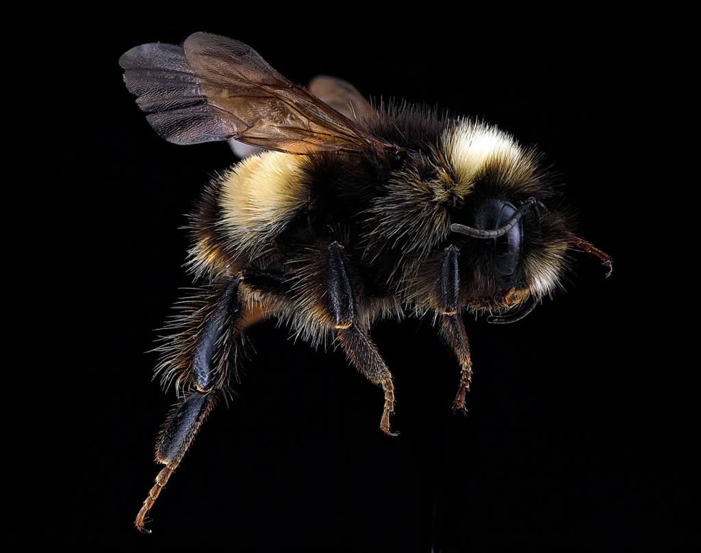 yellow banded bumblebee 1829241 1920 2020 07 21 162143