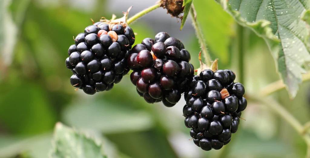 blackberries 1539540 1920 2020 08 11 135637