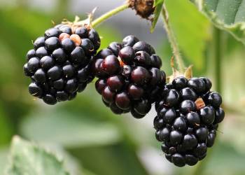 blackberries 1539540 1920 2020 08 27 144527