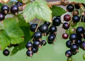 currant 896233 1920 2020 08 06 145809