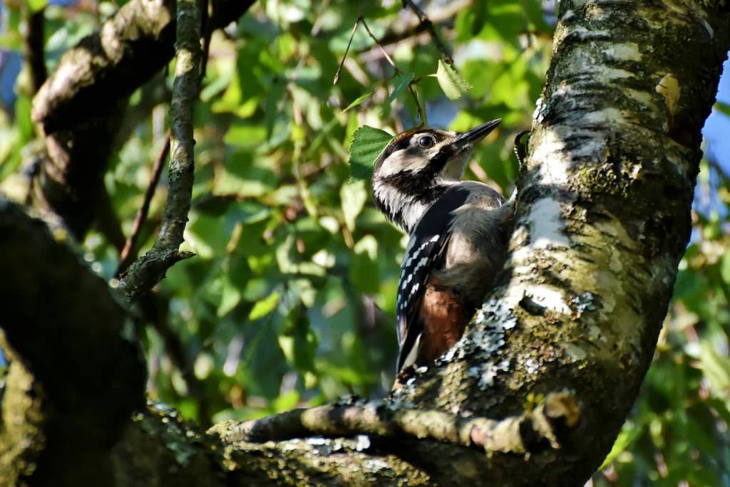 great spotted woodpecker 3957726 1920 2020 08 11 135640